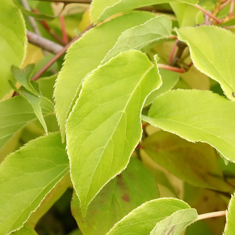 Cornus sanguinea Magic Flame (Fogliame)