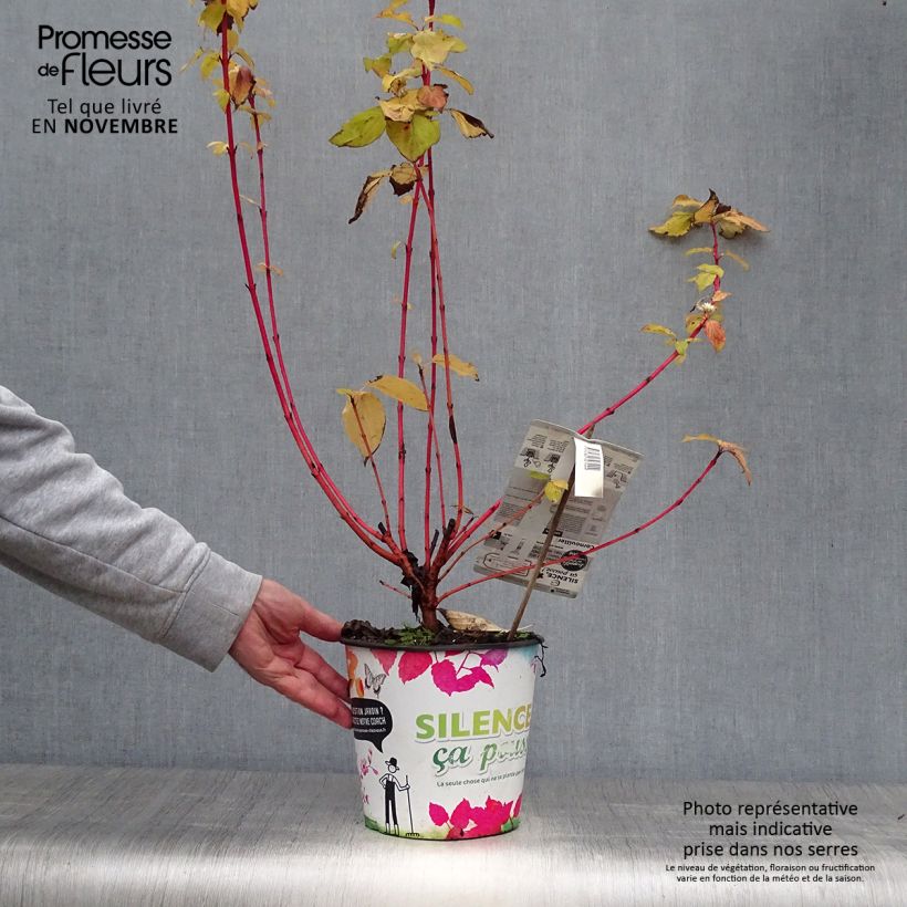 Esemplare di Cornus sanguinea Magic Flame Vaso da 4L/5L come consegnato in autunno