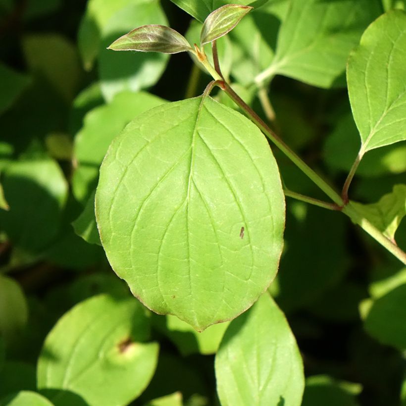 Cornus sanguinea Mid Winter Fire (Fogliame)