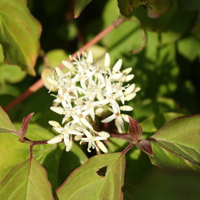 Cornus sanguinea Mid Winter Fire (Fioritura)