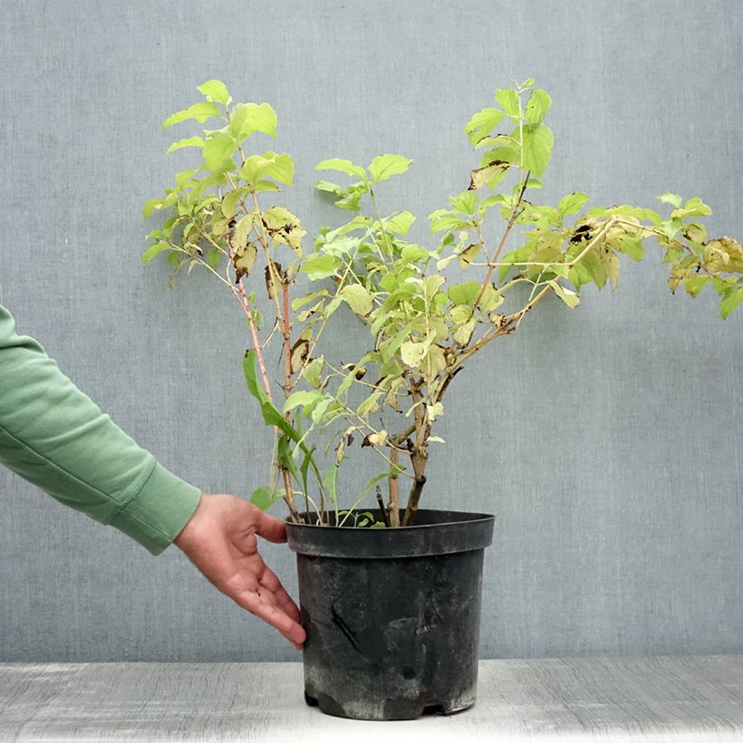 Esemplare di Cornus sanguinea Winter Beauty Vaso da 7,5L/10L consegnato in estate