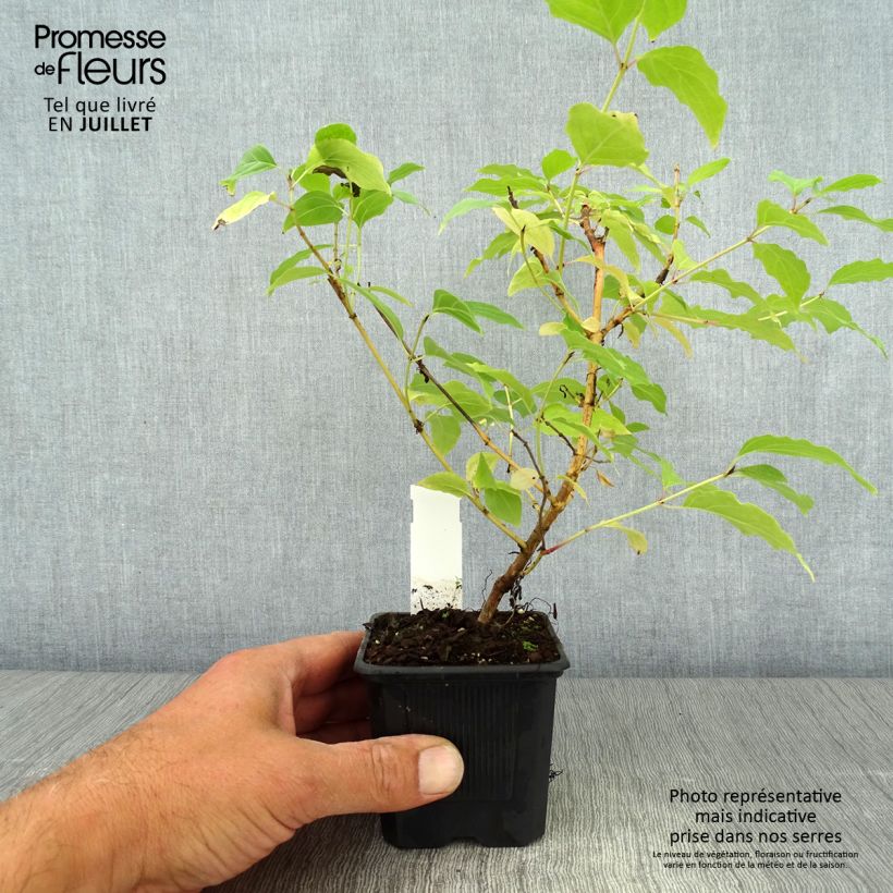 Esemplare di Cornus sanguinea Winter Beauty Vasetto da 8/9 cm consegnato in estate
