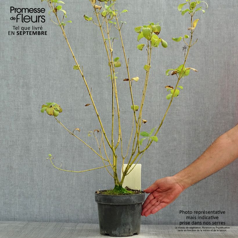Esemplare di Cornus sericea Budd's Yellow Vaso da 3L/4L consegnato in estate