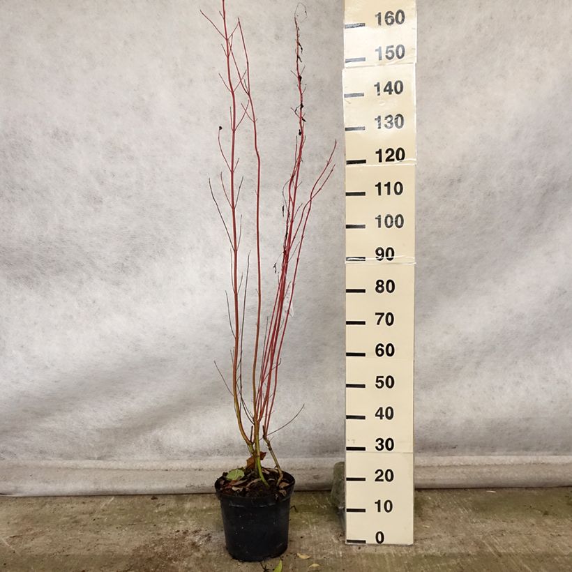 Esemplare di Cornus sericea Cardinal Vaso da 7,5L/10L come consegnato in autunno