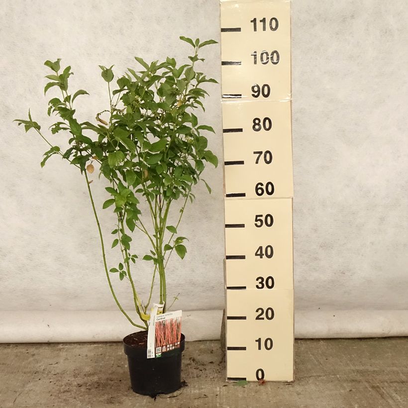 Esemplare di Cornus sericea Cardinal Vaso da 2L/3L consegnato in estate