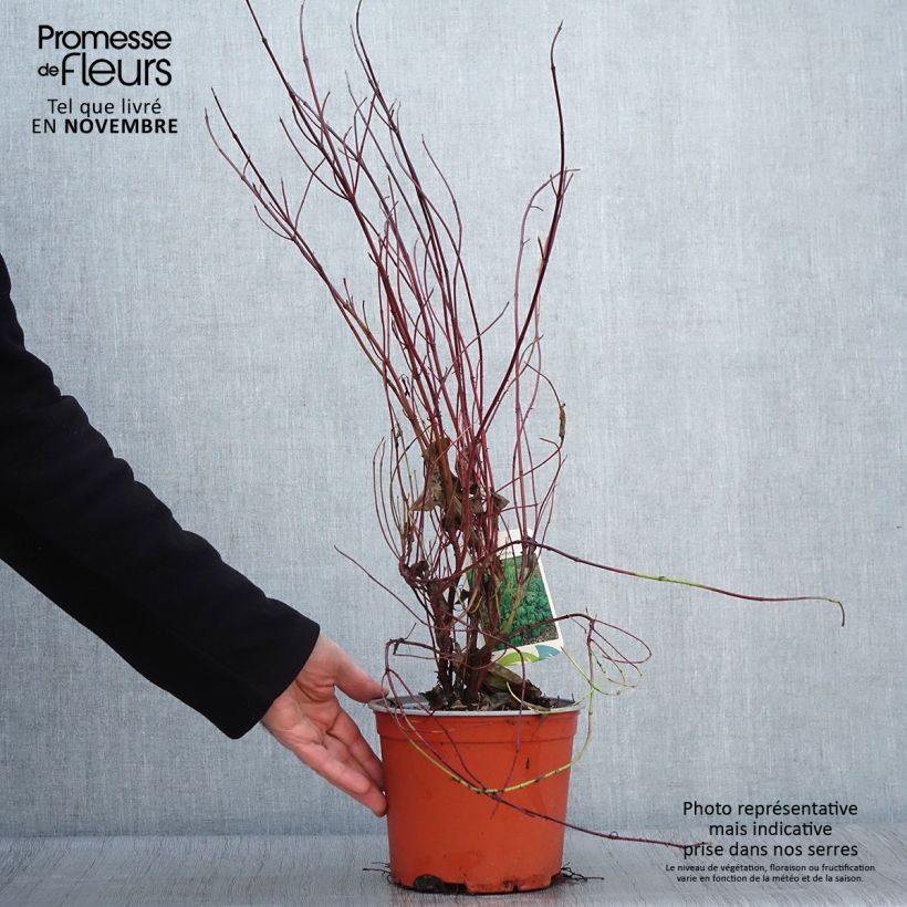 Esemplare di Cornus sericea Kelseyi Vaso da 3L/4L come consegnato in autunno