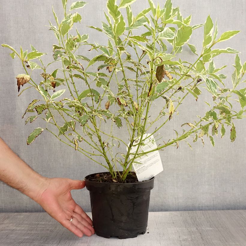 Esemplare di Cornus sericea White Gold Vaso da 3L/4L consegnato in estate