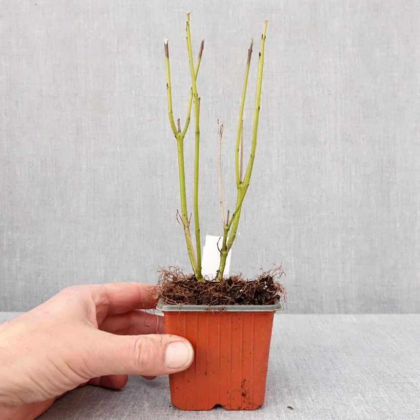 Cornus sericea Flaviramea Vasetto da 8/9 cm esemplare consegnato in inverno