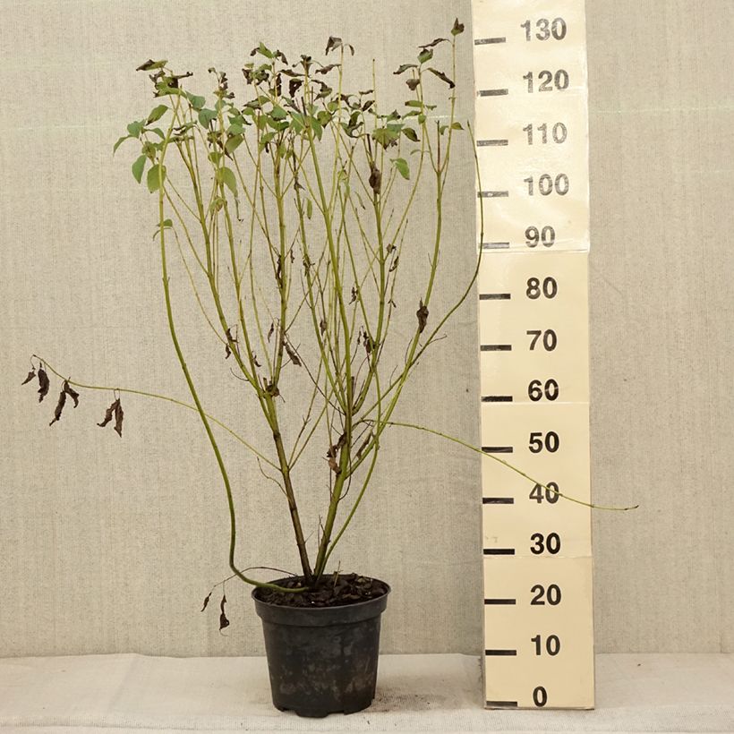 Esemplare di Cornus sericea Flaviramea Vaso da 7,5L/10L come consegnato in autunno