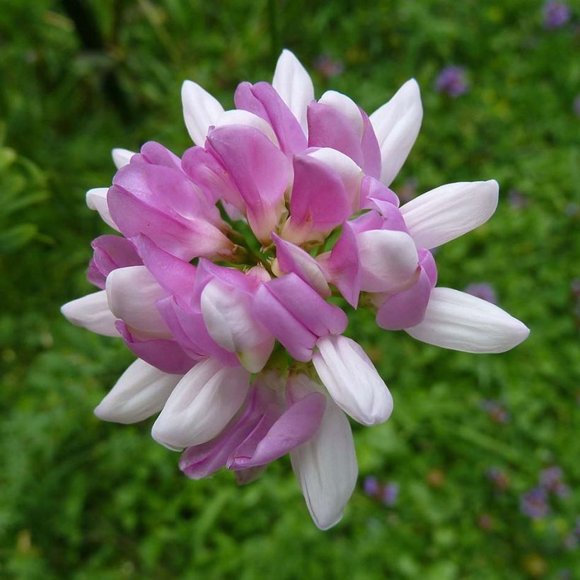 Coronilla varia - Cornetta ginestrina (Fioritura)