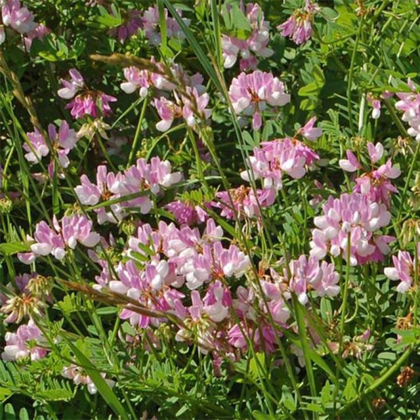 Coronilla varia - Cornetta ginestrina (Fioritura)