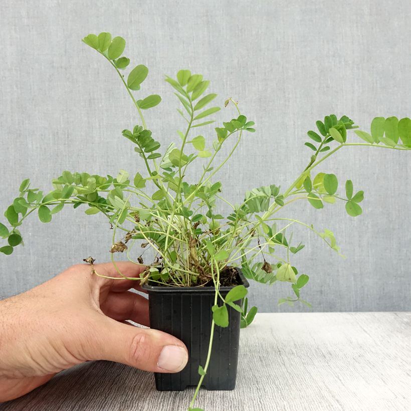 Esemplare di Coronilla varia - Cornetta ginestrina Vasetto da 8/9 cm come consegnato in autunno