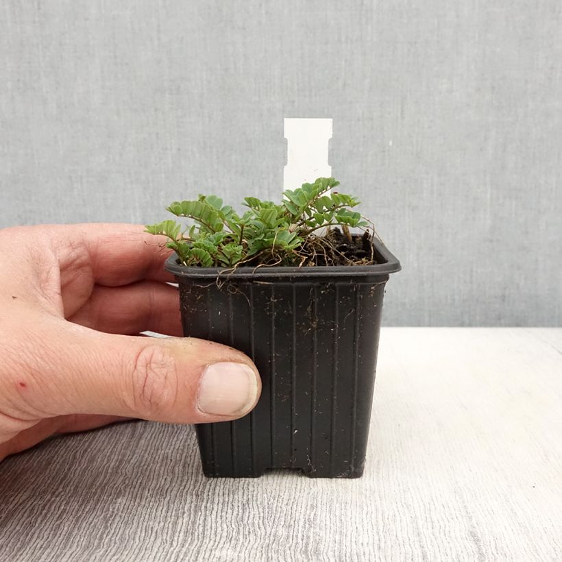 Coronilla varia - Cornetta ginestrina Vasetto da 8/9 cm esemplare consegnato in primavera