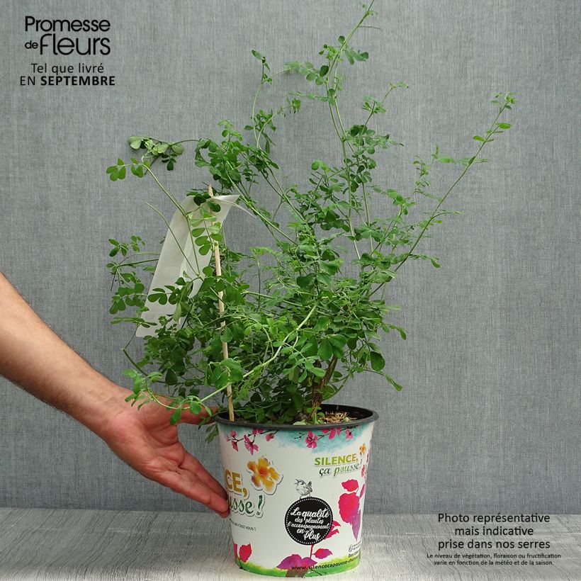 Esemplare di Coronilla valentina subsp. glauca Sélection Vaso da 4L/5L come consegnato in autunno
