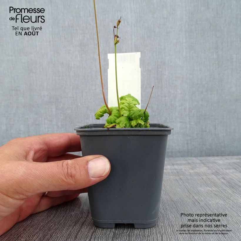 Esemplare di Cortusa matthioli subsp. pekinensis Vasetto da 8/9 cm consegnato in estate