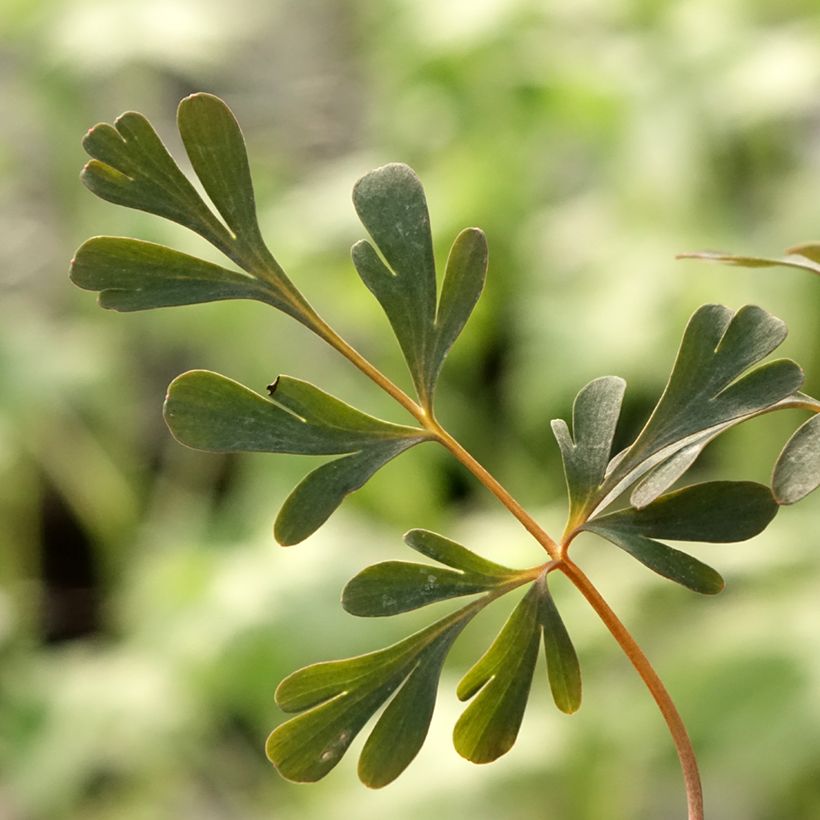 Corydalis flexuosa Porcelain Blue (Fogliame)