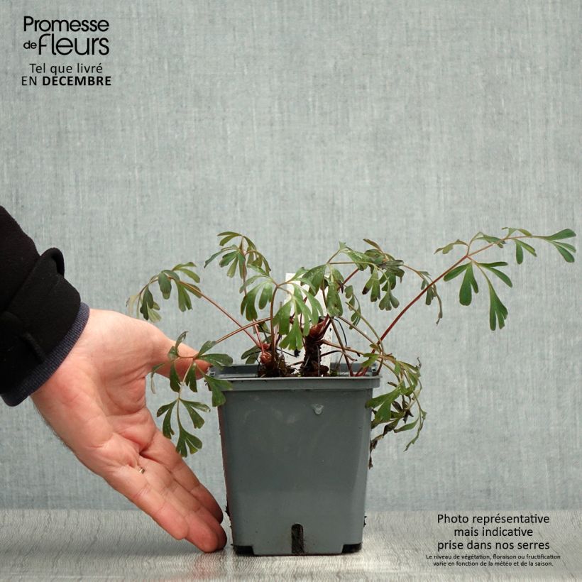 Corydalis flexuosa Porcelain Blue Vaso da 1L/1,5L esemplare consegnato in inverno