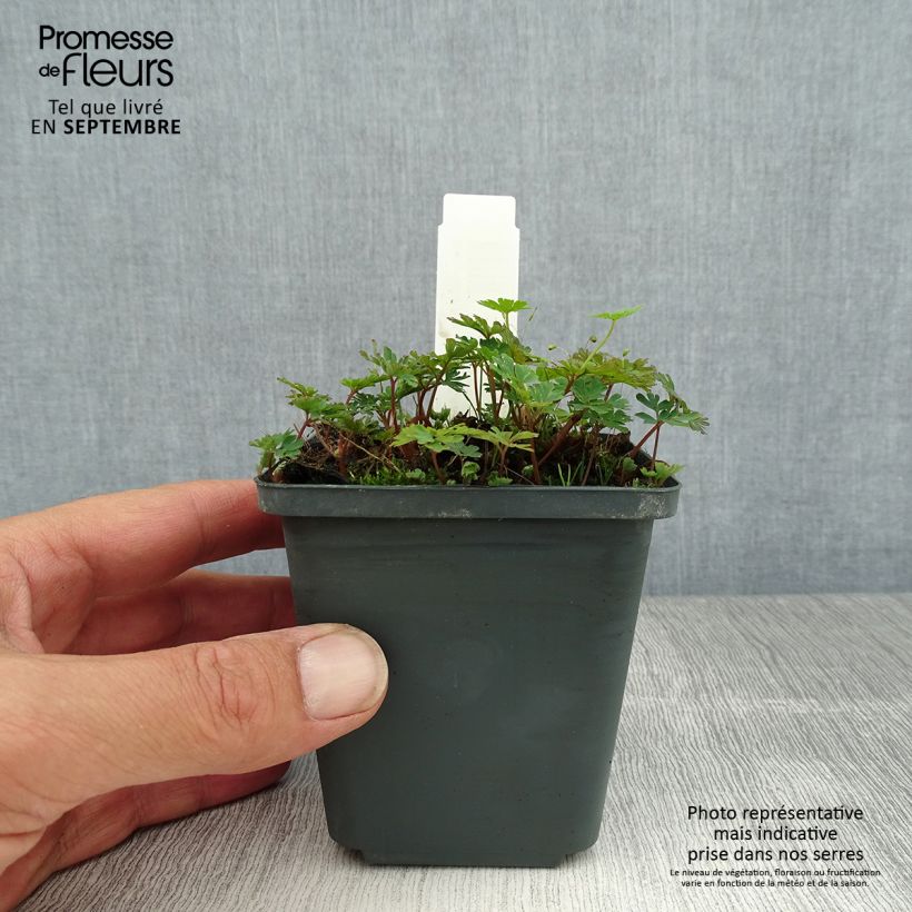 Esemplare di Corydalis flexuosa Purple Leaf Vasetto da 8/9 cm consegnato in estate