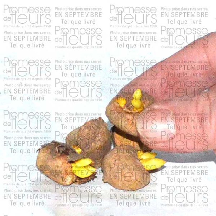 Esempio di esemplare Corydalis solida Beth Evans - Colombina solida Bulbo taglia 6+ come consegnato