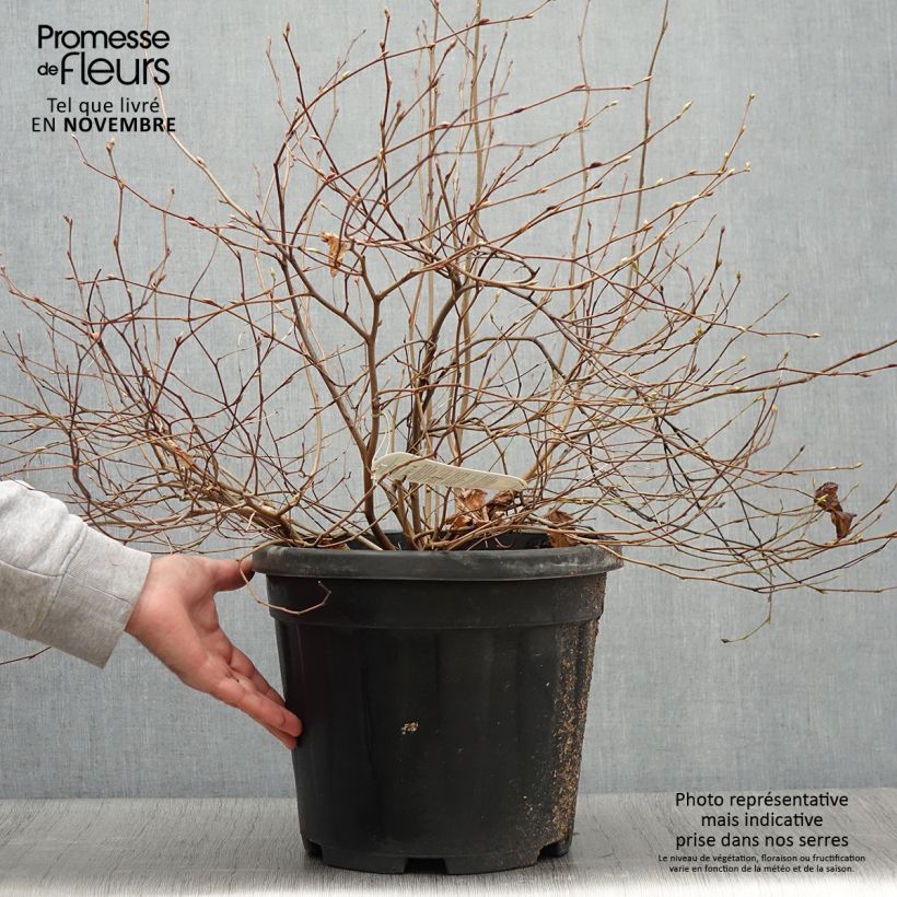 Esemplare di Corylopsis pauciflora - Falso nocciolo Vaso da 12L/15L come consegnato in autunno