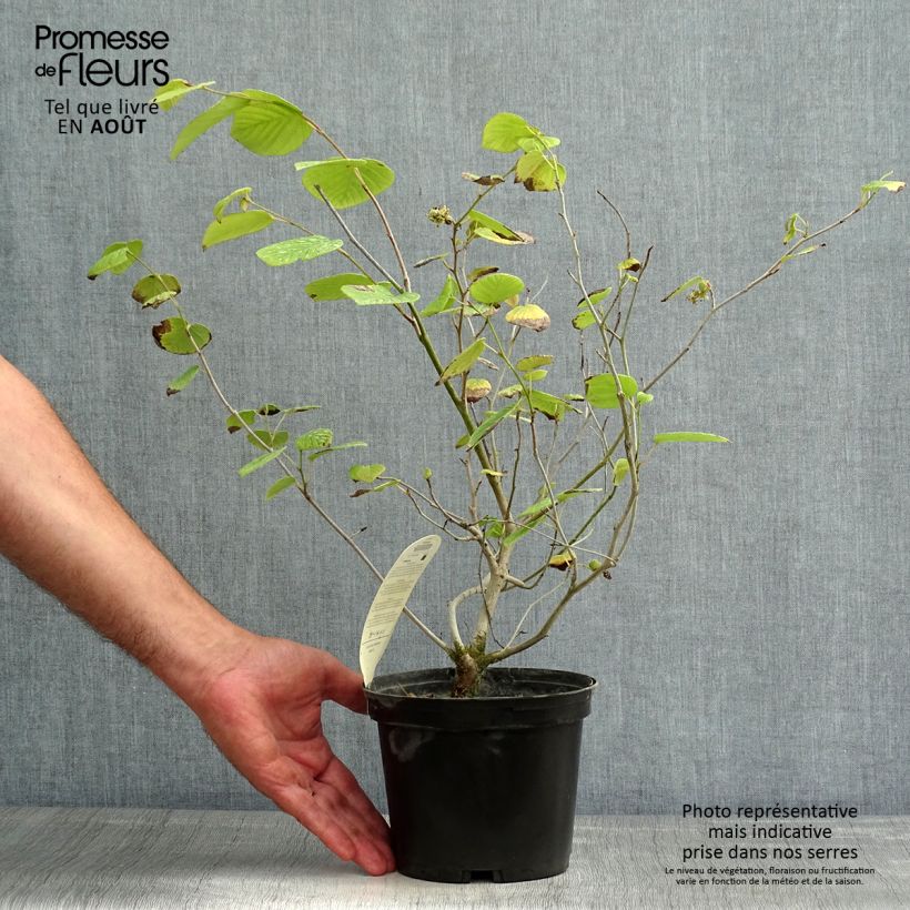 Esemplare di Corylopsis Spring Purple - Falso nocciolo Vaso da 2L/3L consegnato in estate