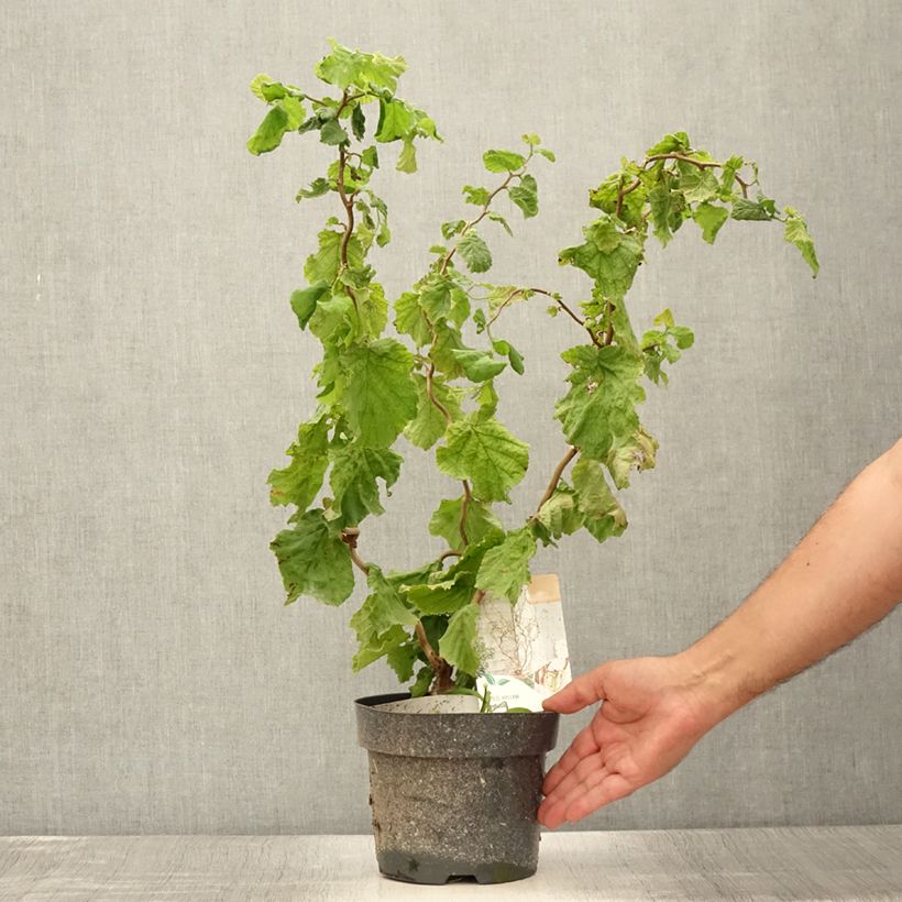 Esemplare di Corylus avellana Medusa - Nocciolo comune Vaso da 3L/4L consegnato in estate