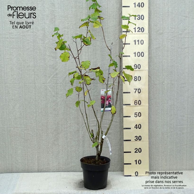Esemplare di Corylus maxima Juningia - Nocciolo lungo Vaso da 4L/5L consegnato in estate
