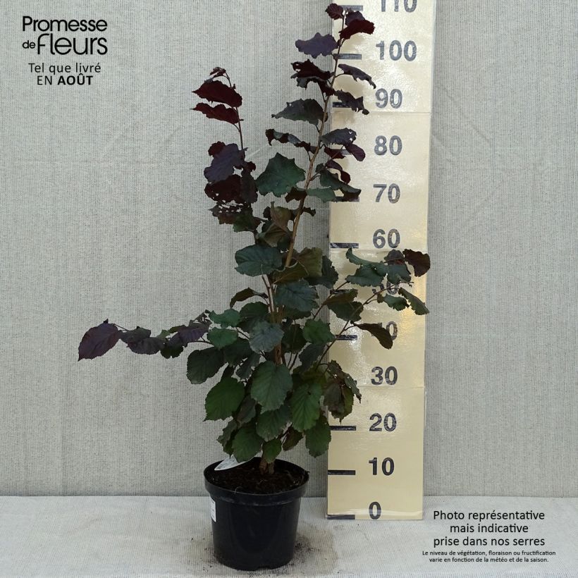 Esemplare di Corylus maxima Purpurea - Nocciolo lungo Vaso da 3L/4L consegnato in estate