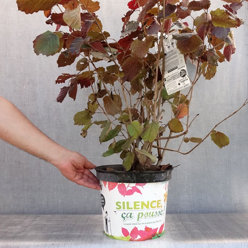 Esemplare di Corylus maxima Purpurea - Nocciolo lungo Vaso da 7,5L/10L consegnato in estate