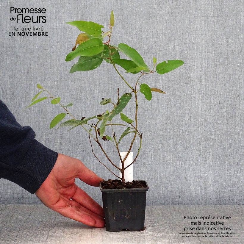 Esemplare di Corymbia citriodora - Eucalipto citrato Vasetto da 8/9 cm come consegnato in autunno