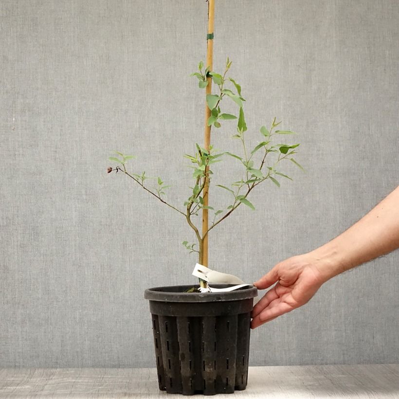 Esemplare di Corymbia citriodora - Eucalipto citrato Vaso da 3L/4L consegnato in estate