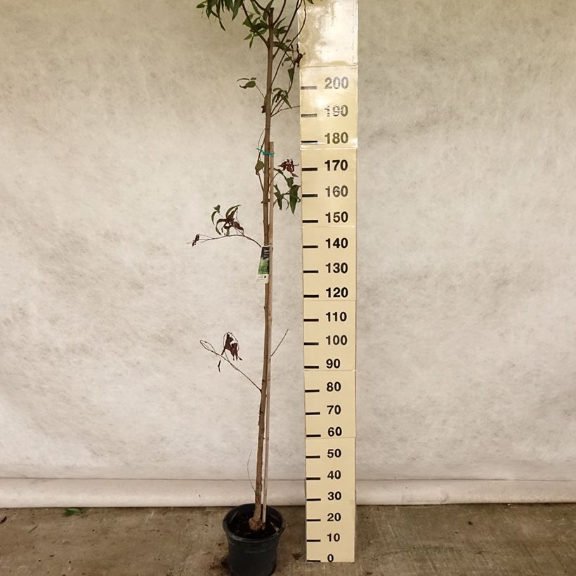 Esemplare di Corymbia citriodora - Eucalipto citrato Vaso da 7,5L/10L consegnato in estate