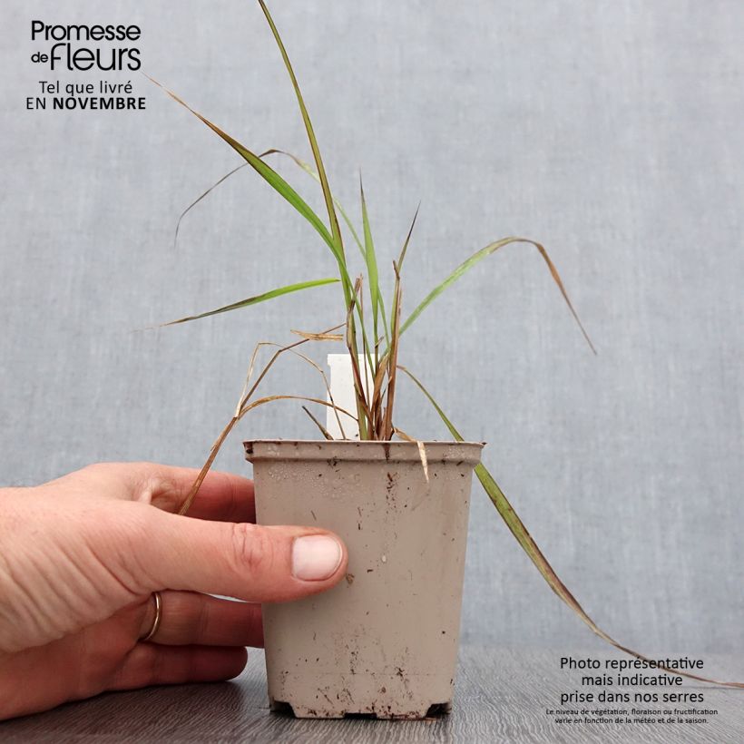 Esemplare di Corynephorus canescens Spiky Blue Vasetto da 8/9 cm come consegnato in autunno