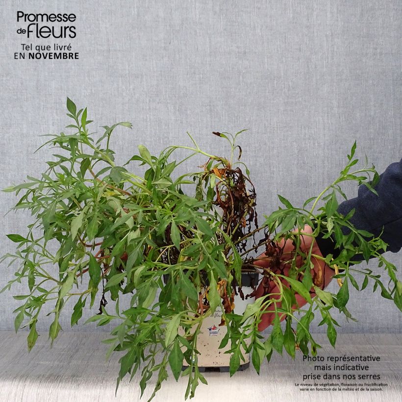 Esemplare di Cosmos atrosanguineus Chocamocha - Fior di cioccolato Vaso da 2L/3L come consegnato in autunno