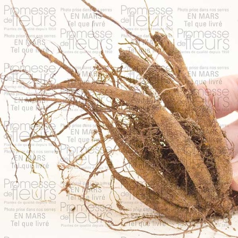 Esempio di esemplare Cosmos atrosanguineus - Fior di cioccolato Bulbo taglia I come consegnato
