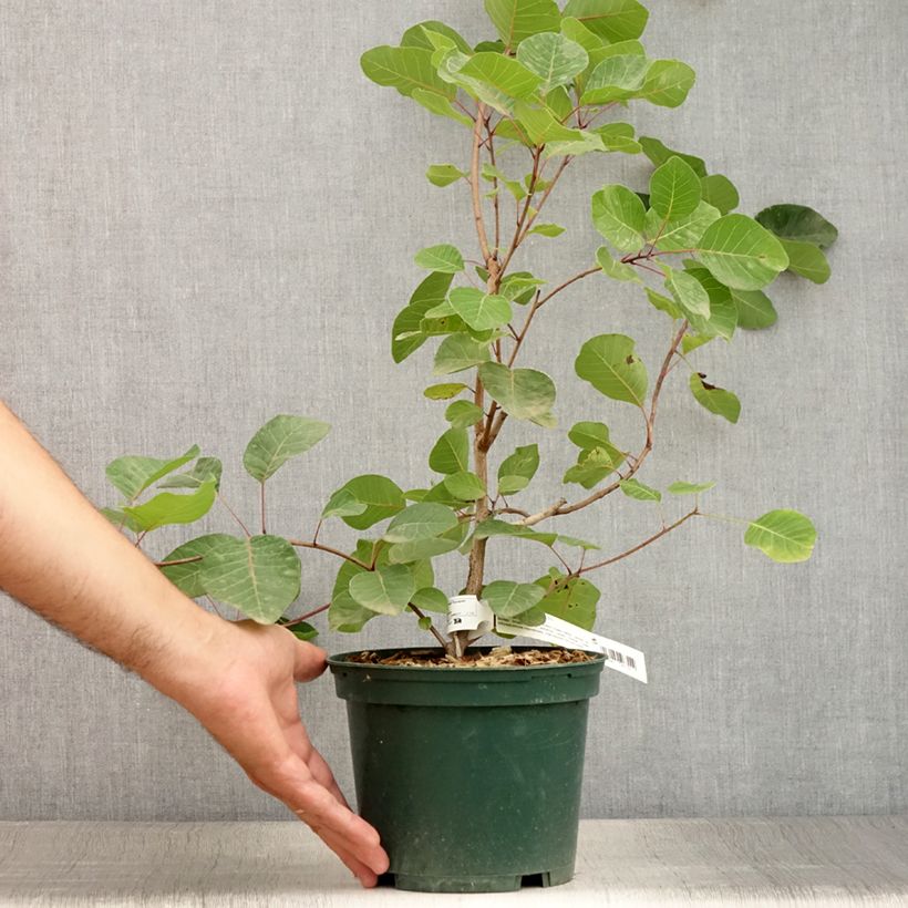 Esemplare di Cotinus coggygria - Scotano Vaso da 3L/4L consegnato in estate