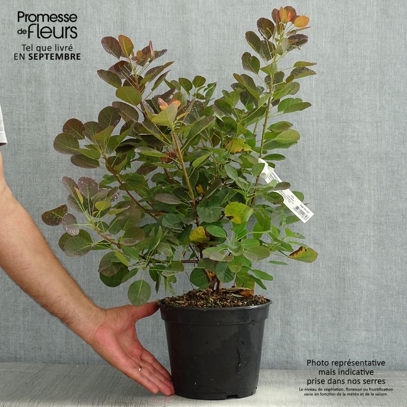 Esemplare di Cotinus coggygria Flamissimo Vaso da 4L/5L consegnato in estate