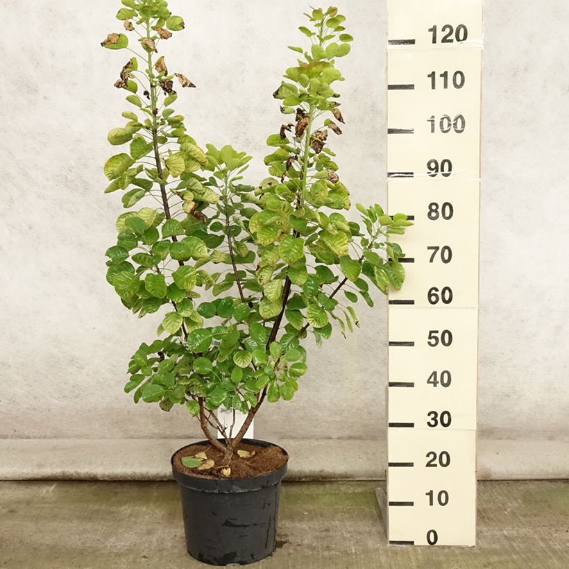 Esemplare di Cotinus coggygria Golden Spirit Vaso da 7,5L/10L consegnato in estate