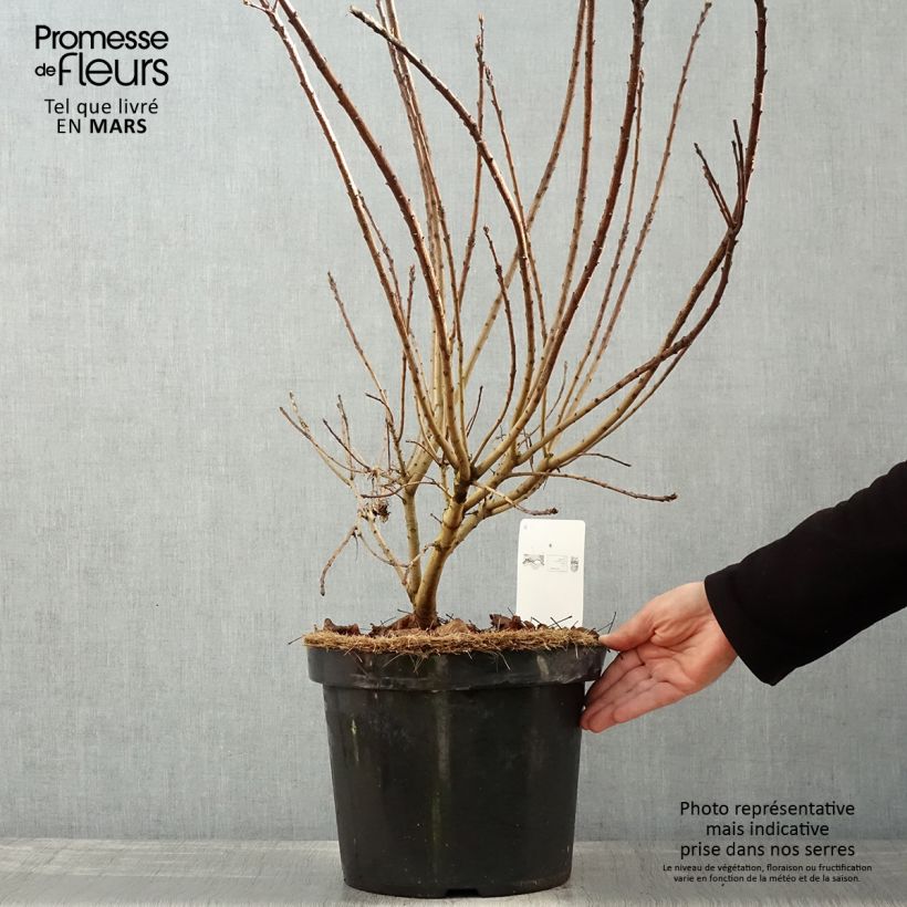 Cotinus coggygria Golden Spirit - Arbre à Perruques Doré en pot de 7,5L/10L esemplare consegnato in primavera