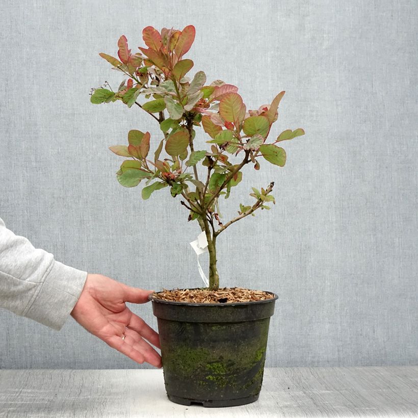 Esemplare di Cotinus coggygria Old Fashioned Vaso da 3L/4L consegnato in estate