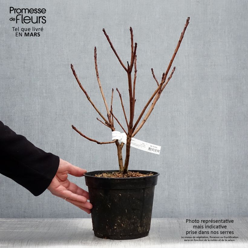 Cotinus coggygria Old Fashioned - Arbre à Perruques Pot de 3L/4L esemplare consegnato in primavera