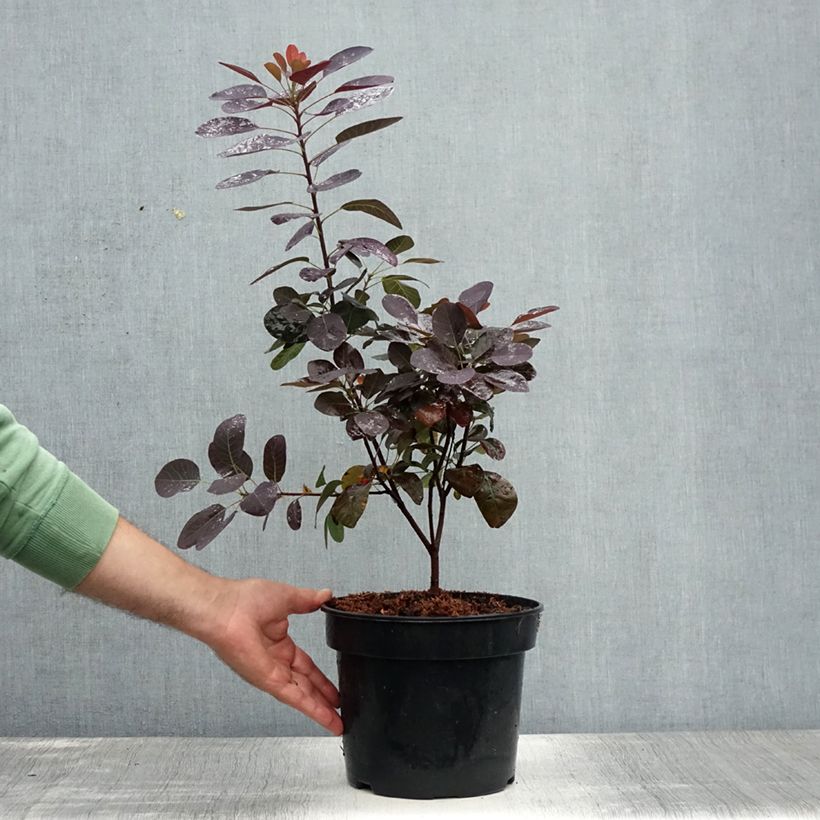 Esemplare di Cotinus coggygria Royal Purple Vaso da 4L/5L consegnato in estate