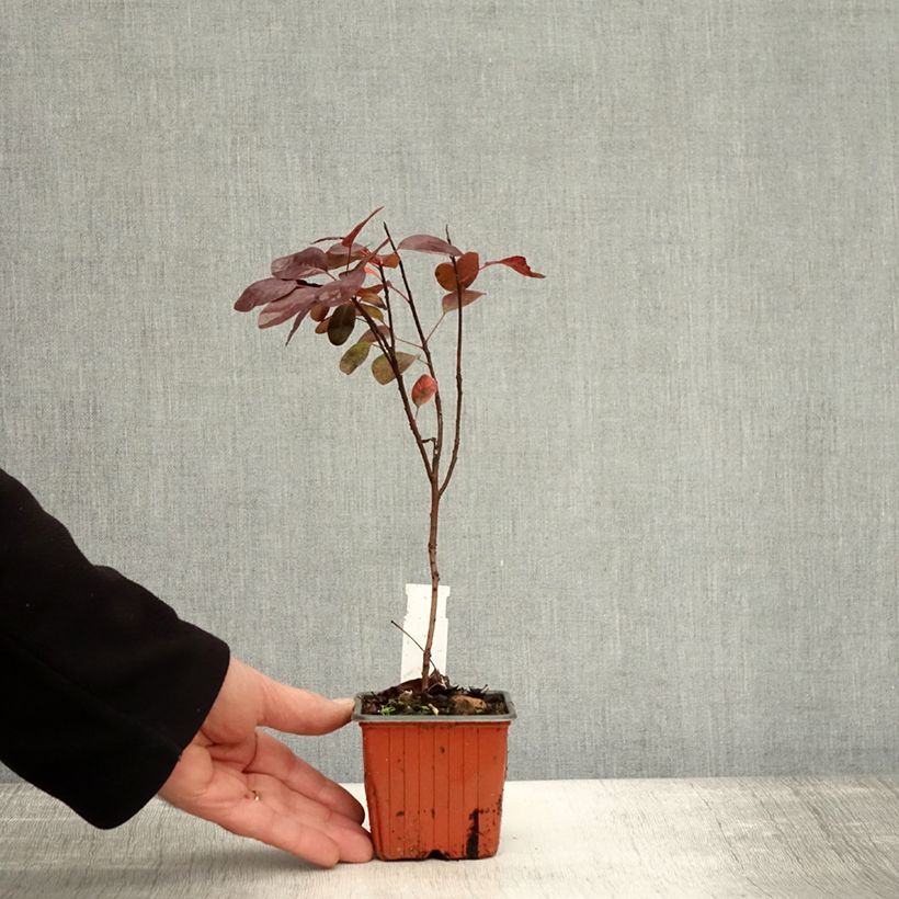 Esemplare di Cotinus coggygria Royal Purple Vasetto da 8/9 cm come consegnato in autunno
