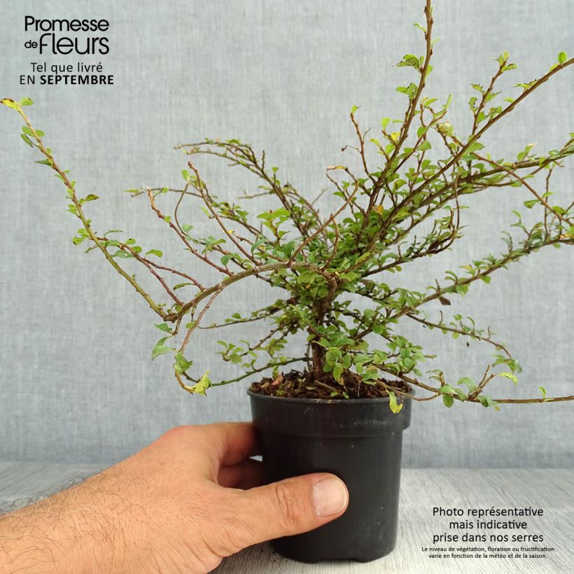 Esemplare di Cotoneaster adpressus Little Gem Vaso da Ø 10 cm/11 cm consegnato in estate
