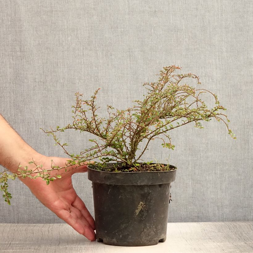 Esemplare di Cotoneaster adpressus Little Gem Vaso da 2L/3L consegnato in estate