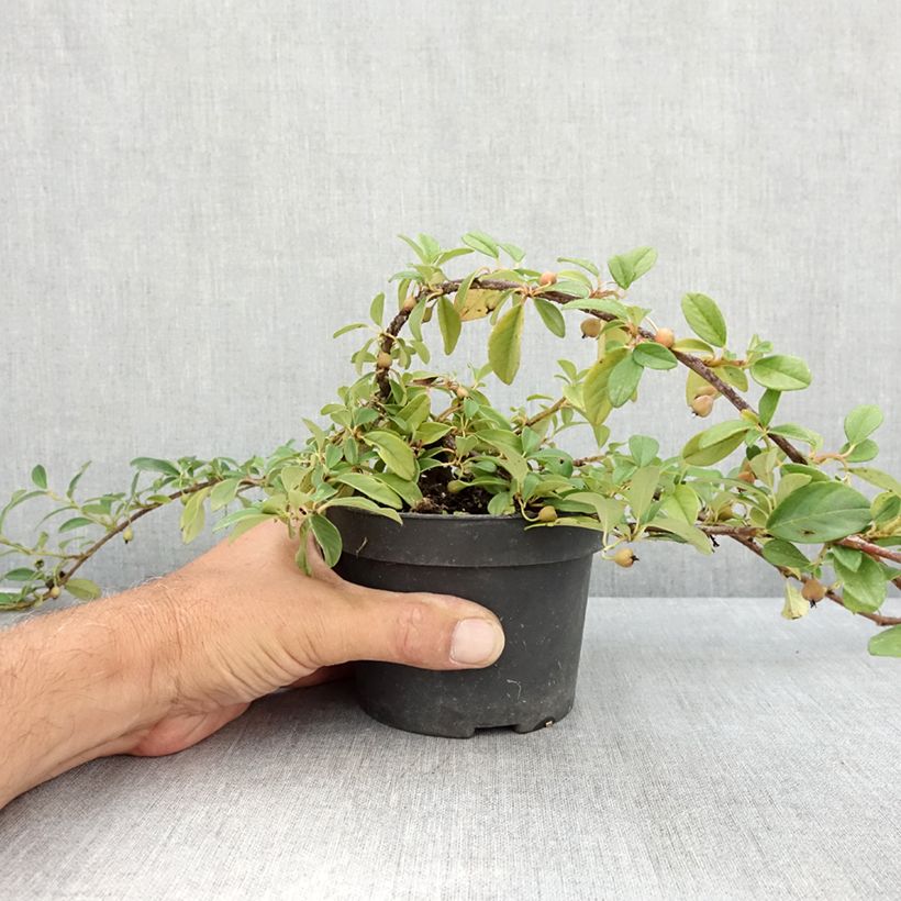 Esemplare di Cotoneaster dammeri Major Vaso da 1L/1,5L consegnato in estate