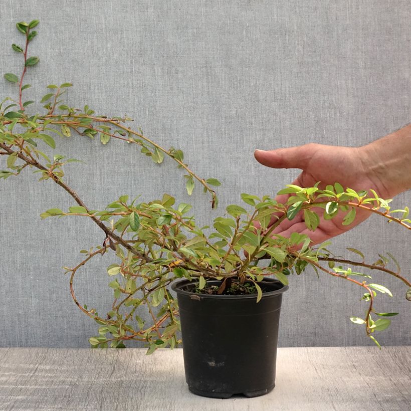 Esemplare di Cotoneaster dammeri Miranda Vaso da 1L/1,5L consegnato in estate