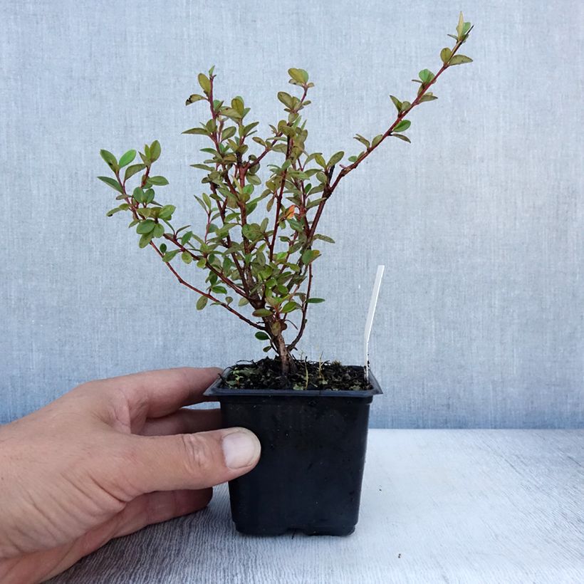 Esemplare di Cotoneaster lacteus - Cotognastro latteo Vasetto da 8/9 cm consegnato in estate