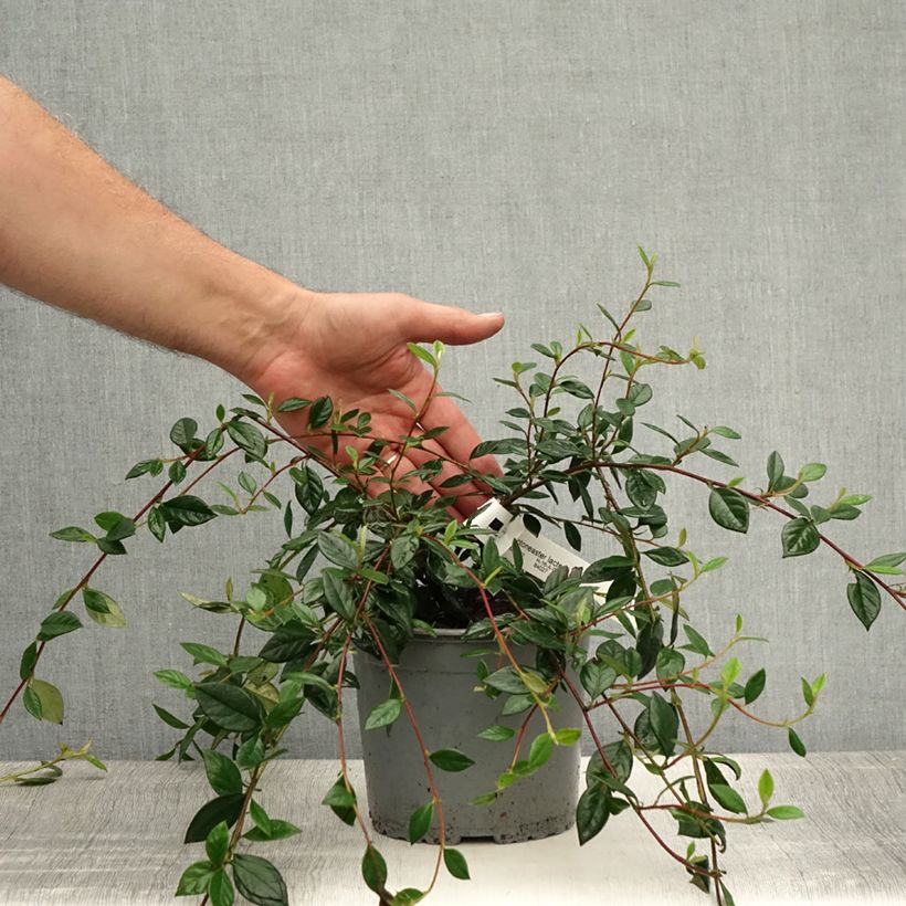 Esemplare di Cotoneaster lacteus - Cotognastro latteo Vaso da 2L/3L consegnato in estate
