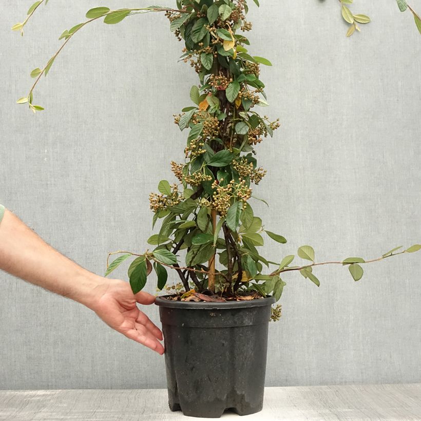 Esemplare di Cotoneaster lacteus - Cotognastro latteo Vaso da 7,5L/10L consegnato in estate